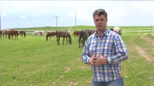 مزارع الخيول في تركيا