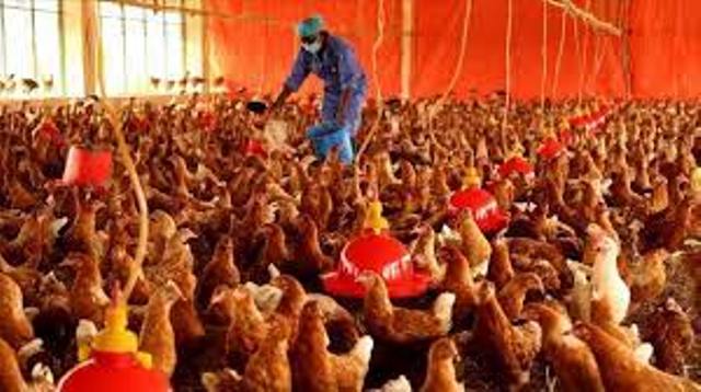 سعر الدجاج البياض في تركيا
